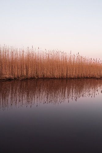 Reflet des roseaux dans l'eau après le coucher du soleil. sur Wouter van der Weerd