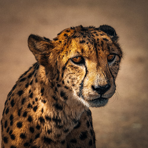 Jachtluipaard portret