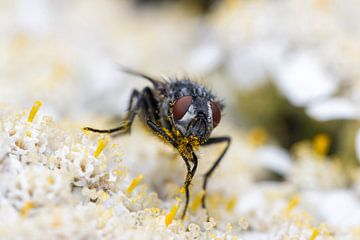 Fliege auf Blume von Clicks&Captures by Tim Loos