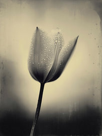 Tulp in Zacht Licht Nr 24 van Studio Silver & Sepia