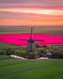 Champs de tulipes roses avec moulin au lever du soleil sur Ewold Kooistra