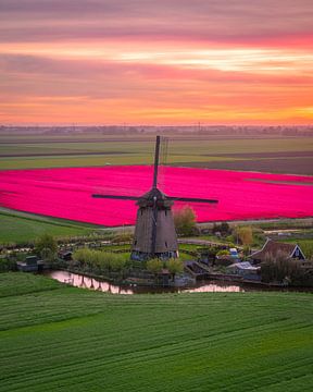 Rosa Tulpenfelder mit Windmühle bei Sonnenaufgang von Ewold Kooistra