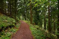 Forest Walk van Gisela Scheffbuch thumbnail