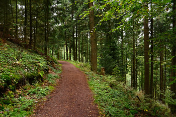 Waldweg