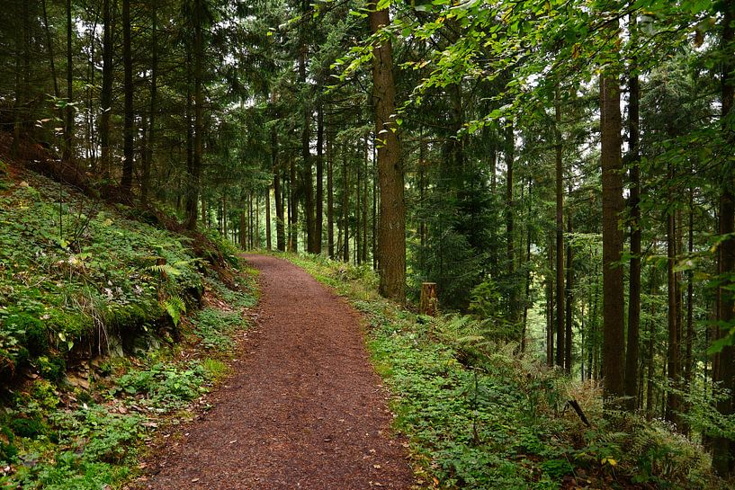 Forest Walk van Gisela Scheffbuch