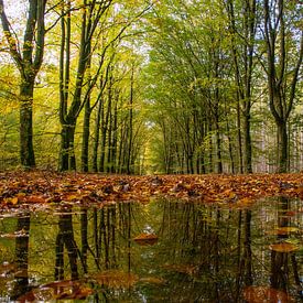 Forêt d'automne en miroir sur Anita Lammersma