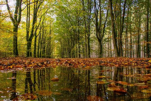 Mirrored autumn forest