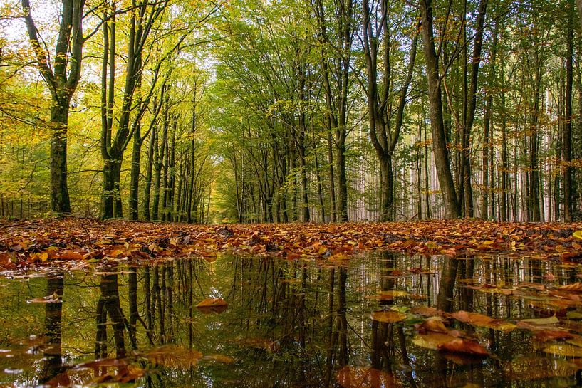 Mirrored autumn forest by Anita Lammersma