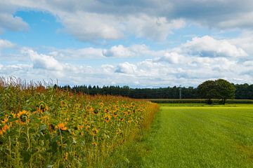 De laatste zomer trekjes, zonnebloemen rond korenveld