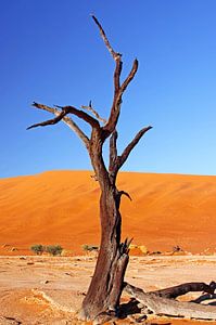 Dans la Dead Vlei, Namibie sur W. Woyke