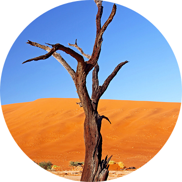 In Dead Vlei, Namibië van W. Woyke