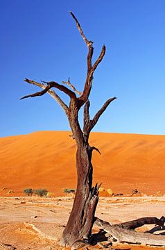 At the Deadvlei, Namibia by W. Woyke