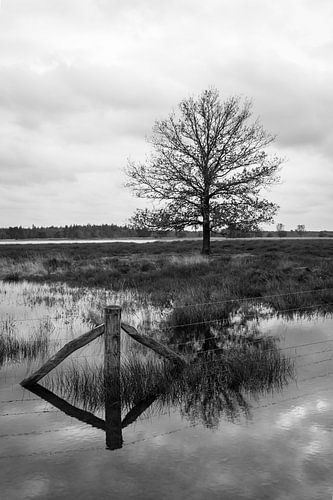 Arbre dans un paysage serein