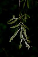 Leaves in the light