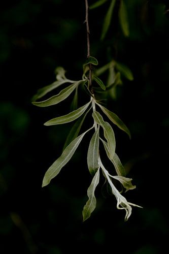 Feuilles dans la lumière
