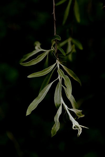 Feuilles dans la lumière par Annelene Simonse