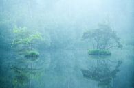 Oisterwijkse vennen on a misty morning in the blue hour. by Jos Pannekoek thumbnail