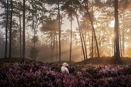 Heide, Golden retriever puppy bij zonsopkomst van Traveling dogs