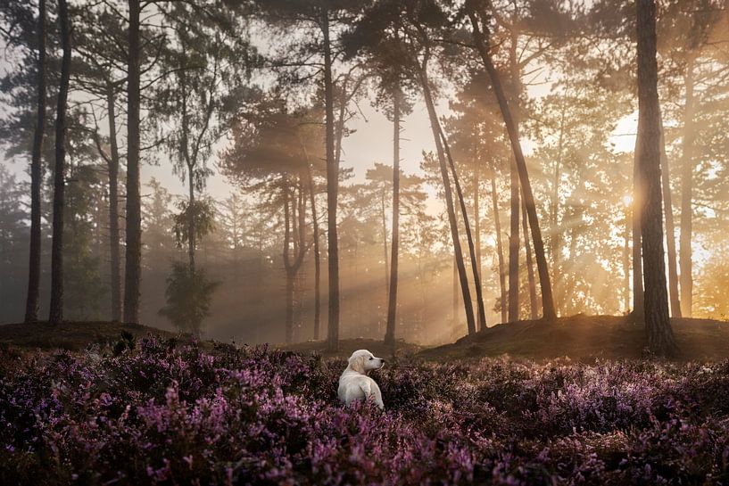 Golden Retriever Welpe inmitten der Heide von Traveling dogs