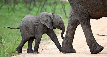 Mom and me - Africa wildlife by W. Woyke