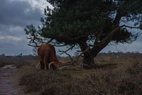 Schotse hooglander