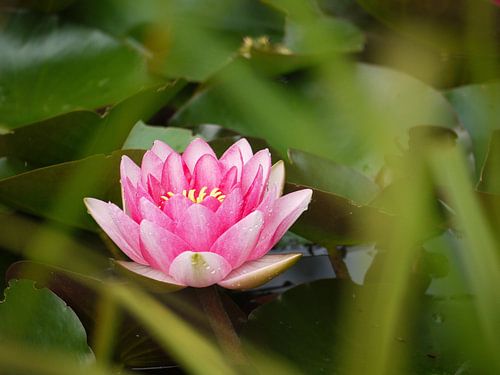 Wasserlilie von Laura Pickert