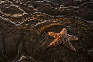 étoile de mer