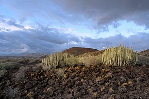 Soberheid en schoonheid – het vulkanische landschap van Tenerife