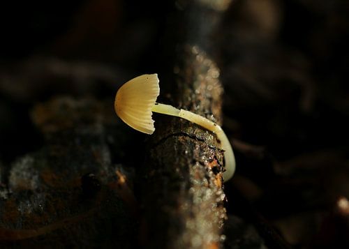 Crushed but not broken