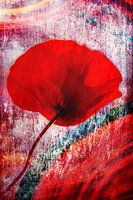 Poppy red