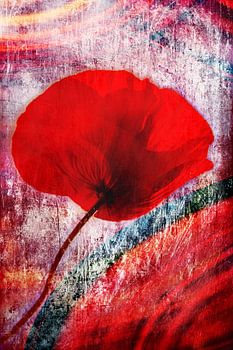 Coquelicot