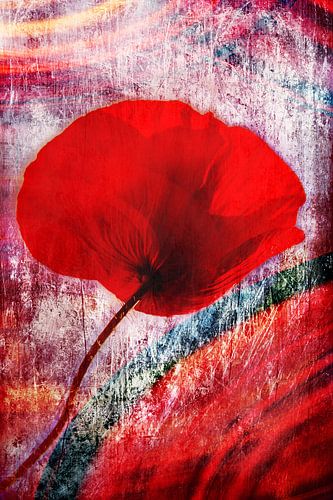 Poppy