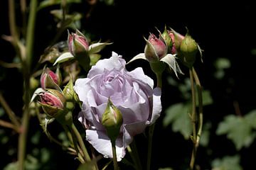 een lila gekleurde roos met knoppen die nog dicht staan van W J Kok
