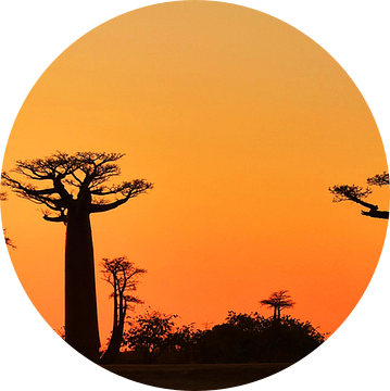 Zonsondergang bij  de Avenue du Baobab van Esther van der Linden