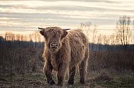 Highland Cattle by Linda Lu thumbnail