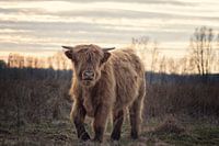 Highland Cattle