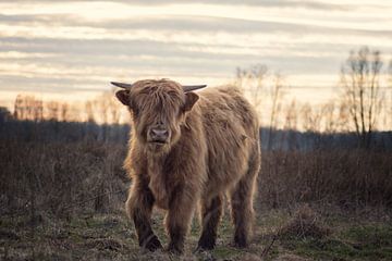 Highland Cattle by Linda Lu