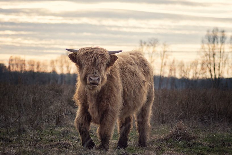 Highland Cattle by Linda Lu