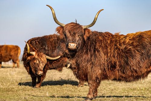 Schotse hooglander met lange horens