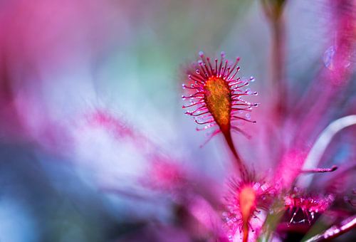 Sundew macro