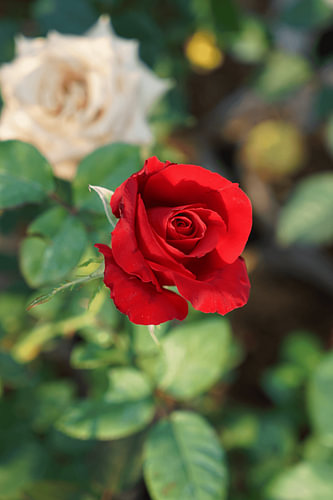 Rote Rose