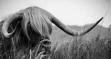 Schotse Hooglander van Marieke Bakker