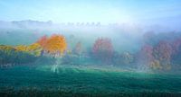 Morning mist on a meadow with trees in autumn colour