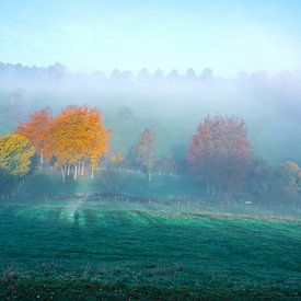 Ochtendnevel op een weide met bomen in herfstkleur van Jos van den berg