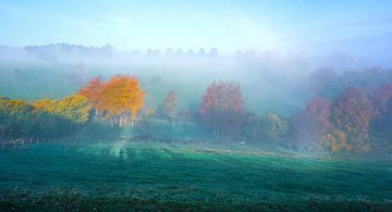 Ochtendnevel op een weide met bomen in herfstkleur van Jos van den berg