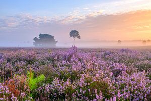 Blühende Heidekrautpflanzen in einer Heidelandschaft bei Sonnenaufgang von Sjoerd van der Wal Fotografie