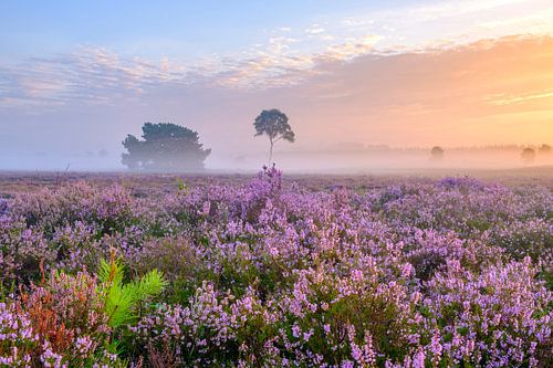 Bloeiende heideplanten in een heidelandschap tijdens zonsopgang
