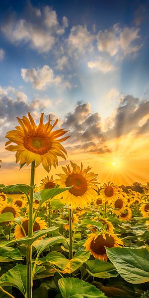 Sunflower field at sunset | upright panorama by Melanie Viola