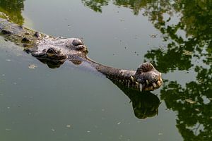 Der Gangesgavial in Indien