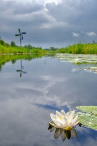 Water lily in a canal in the Weerribben-Wieden nature reserve